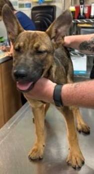Bellatrix -  Mixed Breed Dog Available for Adoption in Morristown, New Jersey - Bellatrix | PetCurious