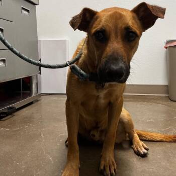 Shepherd and Mixed Breed Dogs Available for Adoption in Tulsa, Oklahoma - Timber | PetCurious