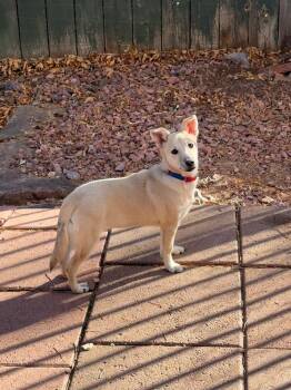 Rescue Cardigan Welsh Corgi Dogs for Adoption in Parker, Colorado - Willow | PetCurious