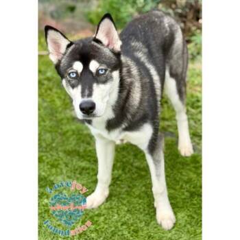 Pomsky Dogs Available for Adoption - Tokyo COH | PetCurious