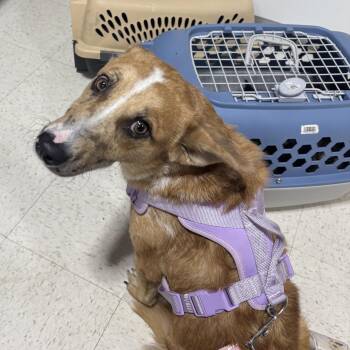 Catahoula Leopard Dog Dogs Available for Adoption in Greenville, North Carolina - Smiley | PetCurious