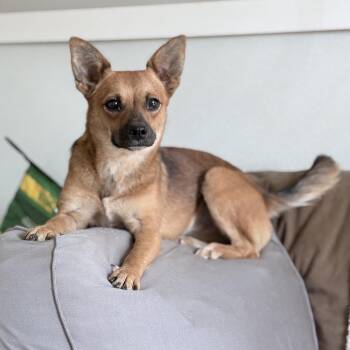Katlin -  Mixed Breed Dog for Adoption in Hopkinton, Massachusetts - Katlin | PetCurious