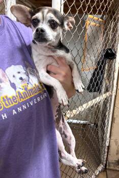 Sassy -  Chihuahua Dog for Adoption in Blue Springs, Missouri - Sassy | PetCurious