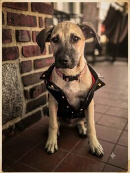 Pipe and Phoebe -  Black Mouth Cur and German Shepherd Dog Dog for Adoption in Pleasant Valley, New York - Pipe And Phoebe | PetCurious