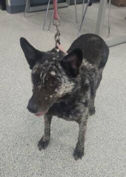 Rescue Mixed Breed Dogs for Adoption in Atlanta, Georgia - Missy | PetCurious