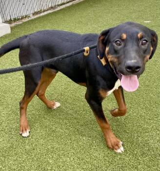 Huckleberry -  Rottweiler Dog for Adoption in Salt Lake City, Utah - Huckleberry | PetCurious
