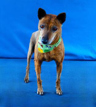 Terrier Dogs Available for Adoption in Pasadena, California - PETUNIA | PetCurious
