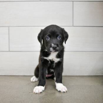 Esspresso -  Pit Bull Terrier and Great Pyrenees Dog for Adoption in West Jordan, Utah - Esspresso | PetCurious