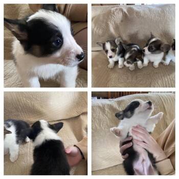 Cardigan Welsh Corgi and Corgi Dogs Available for Adoption in Ada, Minnesota - Mater (Tow Mater) | PetCurious