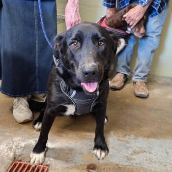 Rescue Husky and Black Labrador Retriever Dogs for Adoption in Eureka Springs, Arkansas - Lily Belle | PetCurious