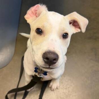 Rubin -  Yellow Labrador Retriever and German Shorthaired Pointer Dog for Adoption - Rubin | PetCurious