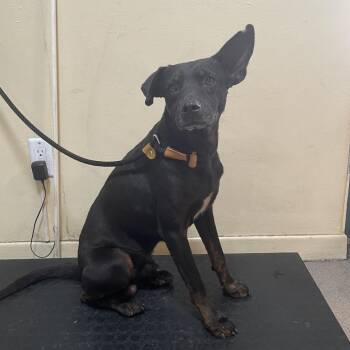 Australian Kelpie Dogs Available for Adoption in Pasadena, California - Ace | PetCurious
