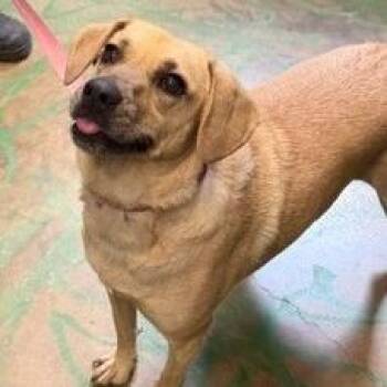 Coco Pickle -  Labrador Retriever and Mixed Breed Dog for Adoption - Coco Pickle | PetCurious