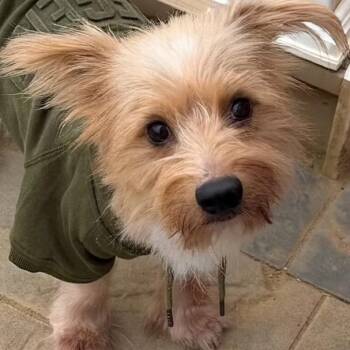 Spamalot -  Cairn Terrier and Mixed Breed Dog for Adoption in Fredericksburg, Virginia - Spamalot | PetCurious