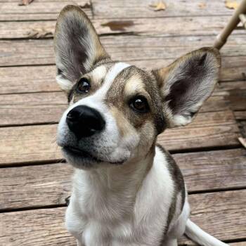 Rescue Feist and Husky Dogs for Adoption in Glocester, Rhode Island - Shadow* | PetCurious