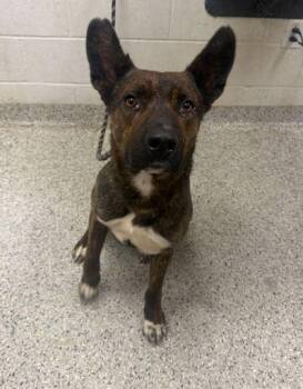 Houdini -  Mixed Breed Dog Available for Adoption in Kansas City, Missouri - Houdini | PetCurious