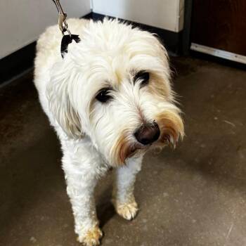 Poodle and Mixed Breed Dogs Available for Adoption in Matteson, Illinois - Thackery | PetCurious