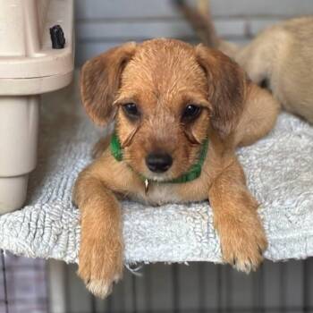 Thelma -  Border Terrier Dog for Adoption in Myrtle Beach, South Carolina - Thelma | PetCurious