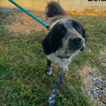 Leia -  Pointer and Australian Cattle Dog Blue Heeler Dog for Adoption in Washington, District Of Columbia - Leia | PetCurious