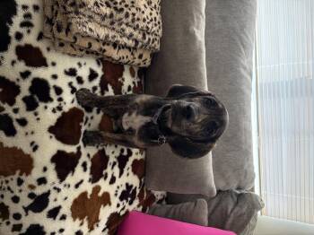Hunnicutt -  Plott Hound Dog for Adoption in Fruit Heights, Utah - Hunnicutt | PetCurious