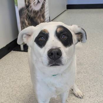 Australian Shepherd and Labrador Retriever Dogs Available for Adoption - Spot | PetCurious