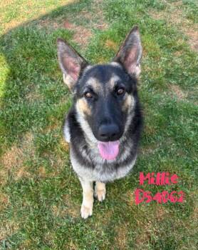 German Shepherd Dog Dogs Available for Adoption - Millie | PetCurious