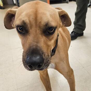 Black Mouth Cur Dogs Available for Adoption - Fievel | PetCurious