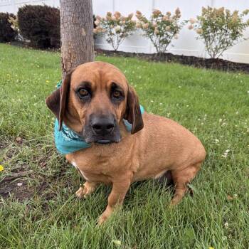 Fudge -  Mixed Breed Dog for Adoption in Canal Winchester, Ohio - Fudge | PetCurious