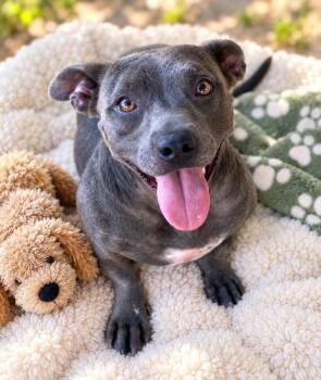 Millie -  Dachshund and Pit Bull Terrier Dog for Adoption in Lucas, Texas - Millie | PetCurious