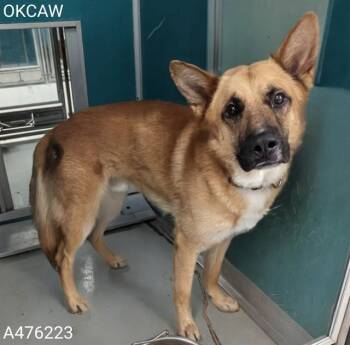 A476223 -  German Shepherd Dog and Mixed Breed Dog for Adoption in Oklahoma City, Oklahoma - A476223 | PetCurious