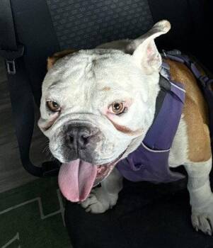 Bucky -  English Bulldog Dog for Adoption in Evergreen, Colorado - Bucky | PetCurious