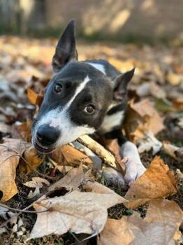 Daisy Maisy  -  Pit Bull Terrier Dog Available for Adoption in Memphis, Tennessee - Daisy Maisy  | PetCurious