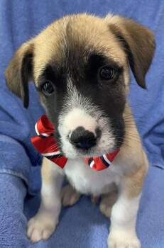 Australian Cattle Dog Blue Heeler Dogs Available for Adoption in Newport, Kentucky - Xylo | PetCurious