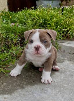 Agave -  American Bulldog and French Bulldog Dog for Adoption in Orange, California - Agave | PetCurious