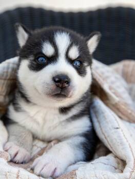 Husky and Siberian Husky Dogs Available for Adoption in Los Angeles, California - Starry Sky  Husky Puppy Ready For Pre-adoption | PetCurious