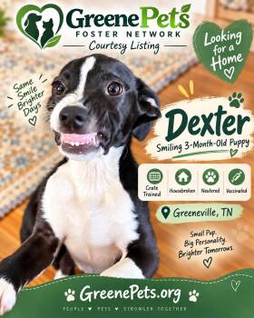 Dexter -  Terrier Dog for Adoption in Greeneville, Tennessee - Dexter | PetCurious