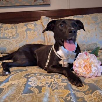 Daisy -  Black Labrador Retriever and Mixed Breed Dog for Adoption in Enterprise, Alabama - Daisy | PetCurious