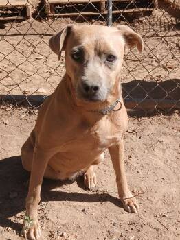 Rescue Labrador Retriever Dogs for Adoption in Mena, Arkansas - Maxine | PetCurious
