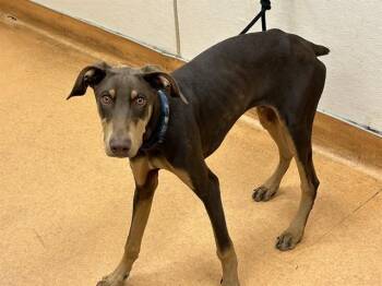 Doberman Pinscher Dogs Available for Adoption in Martinez, California - LUKE | PetCurious