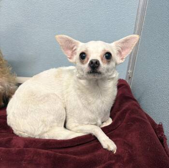 WINTER -  Mixed Breed and Chihuahua Dog for Adoption in Rochester, Indiana - WINTER | PetCurious