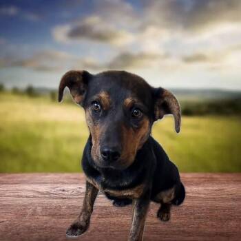 Catahoula Leopard Dog and Australian Cattle Dog Blue Heeler Dogs Available for Adoption in Harrodsburg, Kentucky - Sady | PetCurious