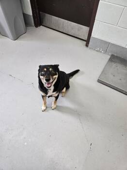 Australian Kelpie Dogs Available for Adoption - KELLY | PetCurious