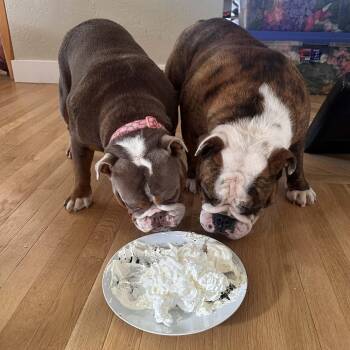 English Bulldog Dogs Available for Adoption in Tacoma, Washington - Hazel & Moose (Bonded Pair) | PetCurious