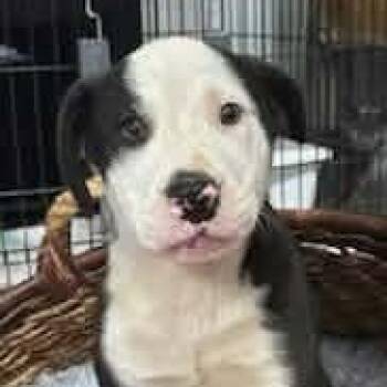 Oreo Cookie -  Bulldog and Hound Dog for Adoption in Andover, Massachusetts - Oreo Cookie | PetCurious