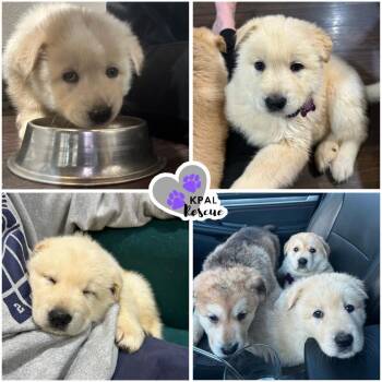 Mixed Breed Dogs Available for Adoption - Wombat - Down Under Critters | PetCurious