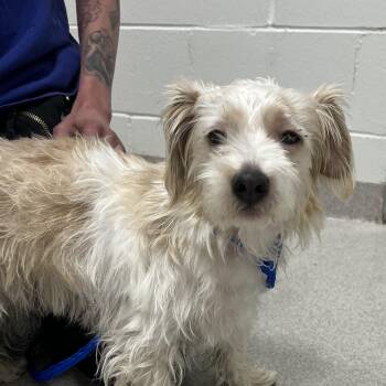 26-234 -  Terrier Dog for Adoption in Lindenhurst, New York - 26-234 | PetCurious