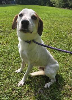 DJ -  Greyhound and Labrador Retriever Dog for Adoption in Attalla, Alabama - DJ | PetCurious
