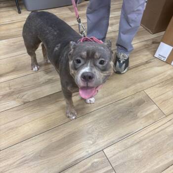 Flapjacks -  English Bulldog Dog for Adoption in Newark, New Jersey - Flapjacks | PetCurious