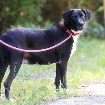 Mama Nala -  Mastiff and Labrador Retriever Dog for Adoption in Lynchburg, Virginia - Mama Nala | PetCurious