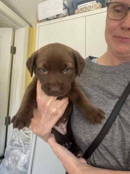 Labrador Retriever and Dachshund Dogs Available for Adoption - Hollis (Publix) | PetCurious